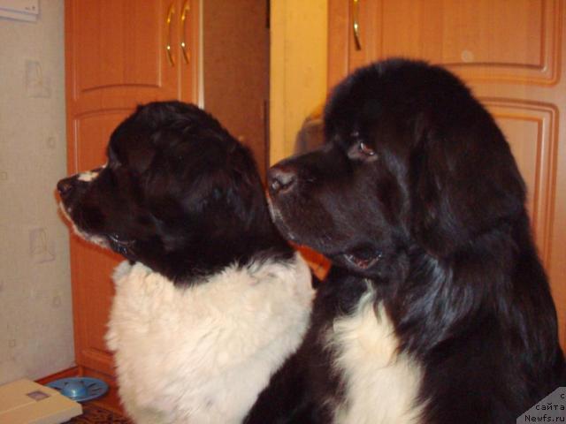 Фото: ньюфаундленд Маг Исполин Инфанта (Mag Ispolin Infanta), ньюфаундленд Маг Исполин Иван Царевич