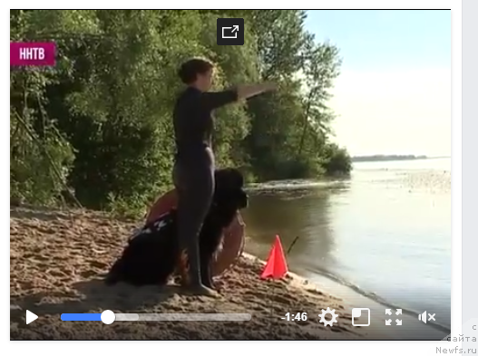 Фото: ньюфаундленд Ланкастер