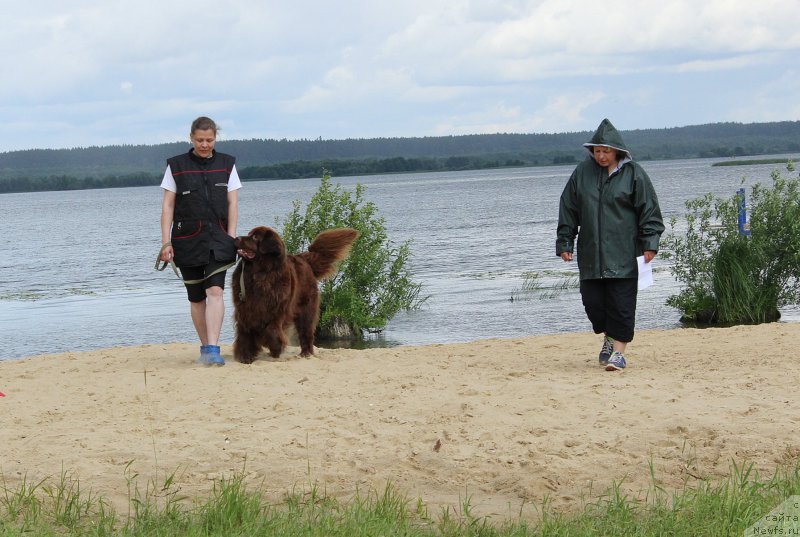 Фото: ньюфаундленд Сверкающая Гора Машаме (Sverkayuzhaya Gora Mashame)