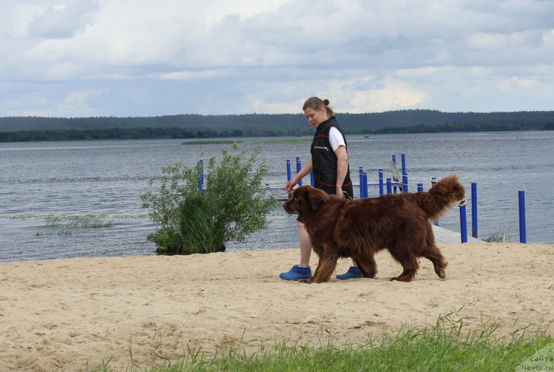 Фото: ньюфаундленд Сверкающая Гора Машаме (Sverkayuzhaya Gora Mashame)