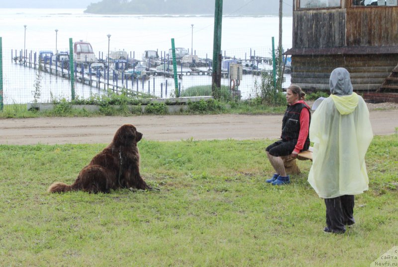 Фото: ньюфаундленд Сверкающая Гора Машаме (Sverkayuzhaya Gora Mashame)