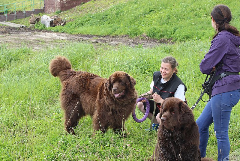 Фото: ньюфаундленд Сверкающая Гора Машаме (Sverkayuzhaya Gora Mashame), ньюфаундленд Николь Голд Стар (Nikol Gold Star)