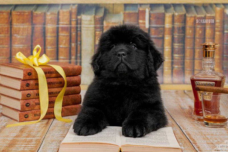 Фото: ньюфаундленд Белецца Кара Гемма (Belezza Kara Gemma)