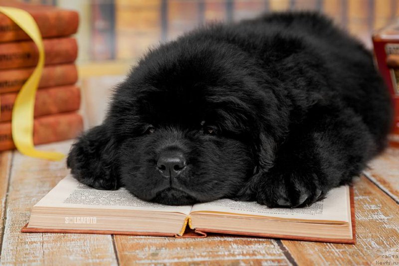 Фото: ньюфаундленд Белецца Кара Гемма (Belezza Kara Gemma)