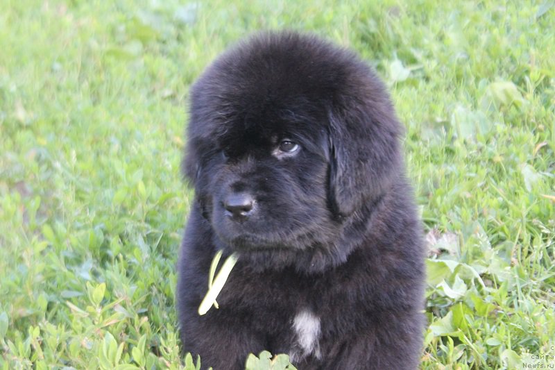 Фотография № 227557