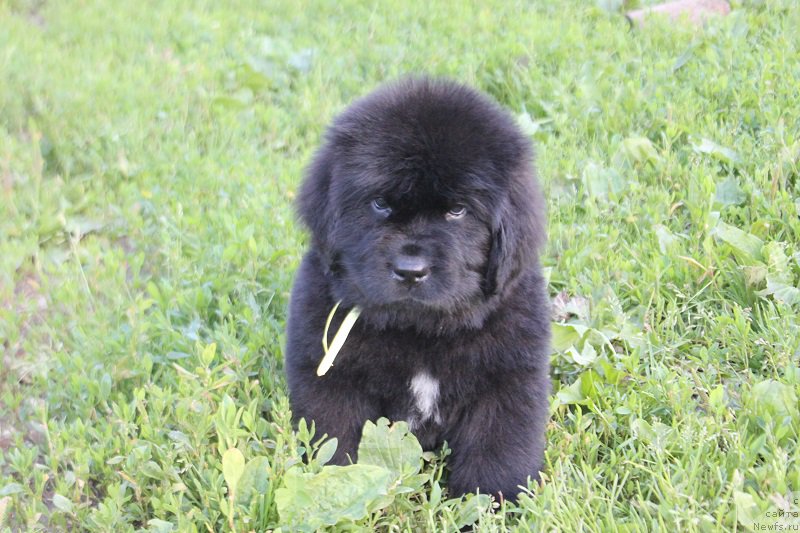 Фото: ньюфаундленд Терра Виктория Лабота Романьола