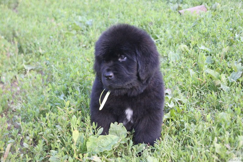Фото: ньюфаундленд Терра Виктория Лабота Романьола