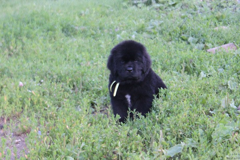 Фотография № 227560