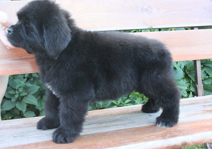 Фото: ньюфаундленд Терра Виктория Лабота Романьола