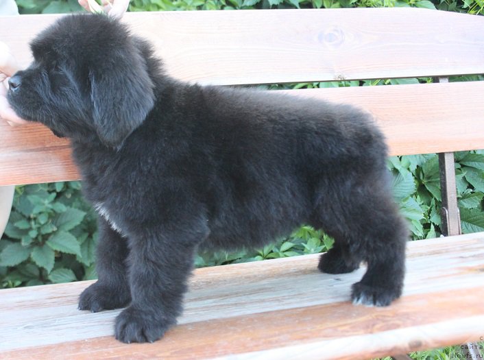 Фото: ньюфаундленд Терра Виктория Лабота Романьола