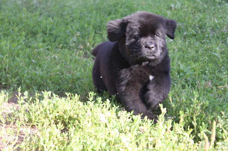 Фото: ньюфаундленд Терра Виктория Лабота Романьола