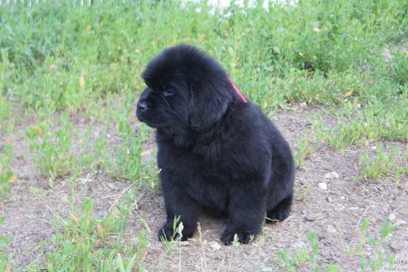 Фотография № 227564