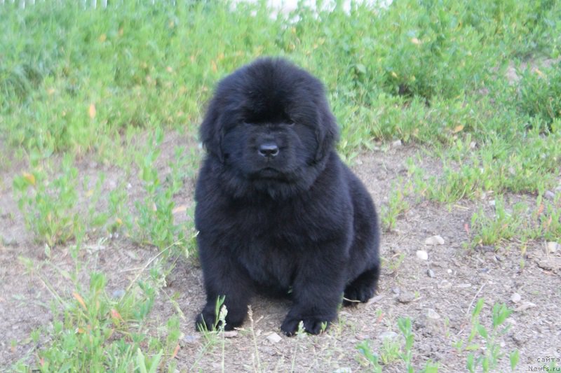 Фото: ньюфаундленд Терра Виктория Лагуна Верде