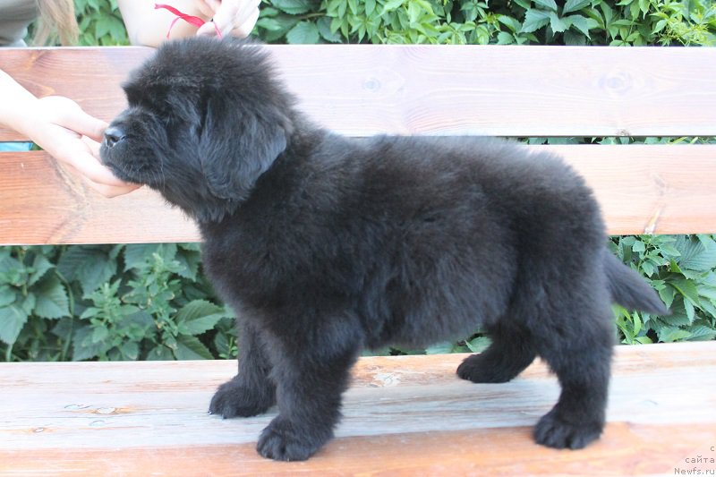 Фото: ньюфаундленд Терра Виктория Лагуна Верде