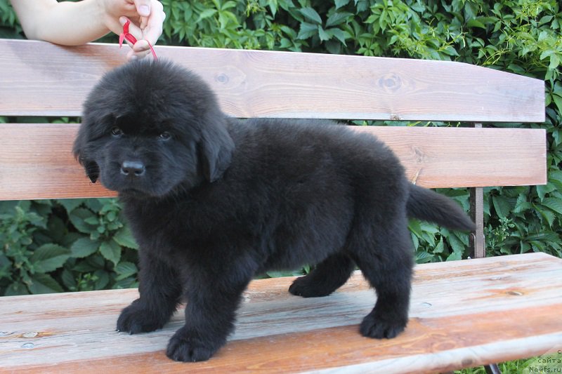 Фото: ньюфаундленд Терра Виктория Лагуна Верде