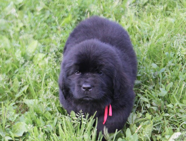 Фото: ньюфаундленд Терра Виктория Лагуна Верде