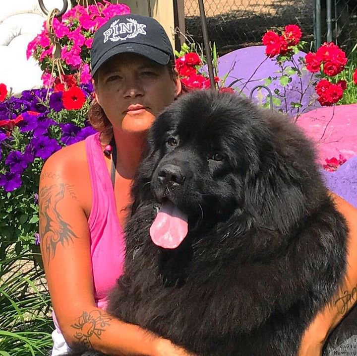 Фото: Lisa Fabish, ньюфаундленд Моя Стихия Меджи Иви (Moya Stikhiya Medzhi Ivi)