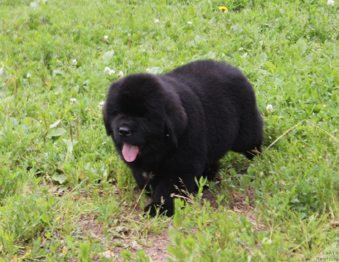 Фото: ньюфаундленд Терра Виктория Латерина (Terra Victoria Laterina)