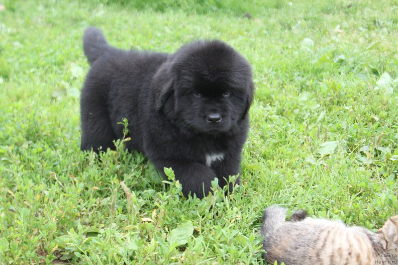 Фотография № 227574