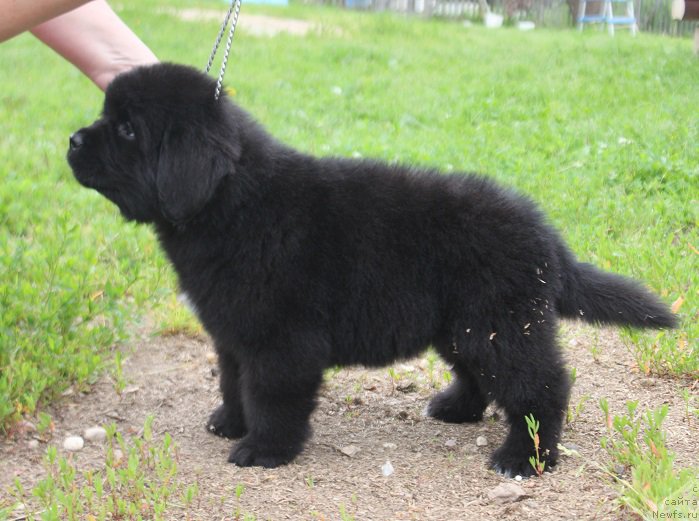 Фото: ньюфаундленд Терра Виктория Латерина (Terra Victoria Laterina)