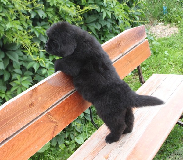 Фото: ньюфаундленд Терра Виктория Латерина (Terra Victoria Laterina)