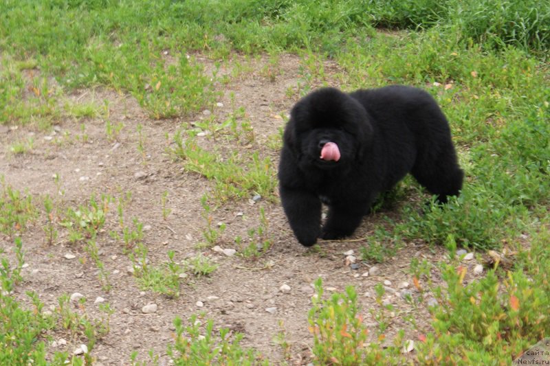 Фото: ньюфаундленд Терра Виктория Латерина (Terra Victoria Laterina)