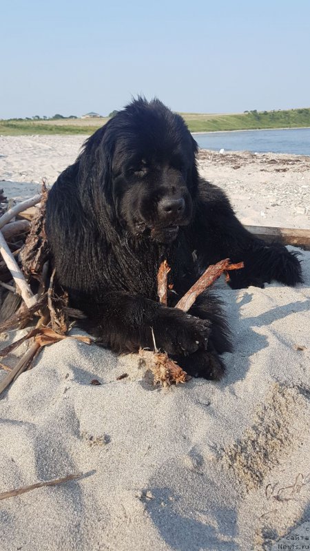 Фото: ньюфаундленд Талисман Моря Корвет (Talisman Morya Korvet)