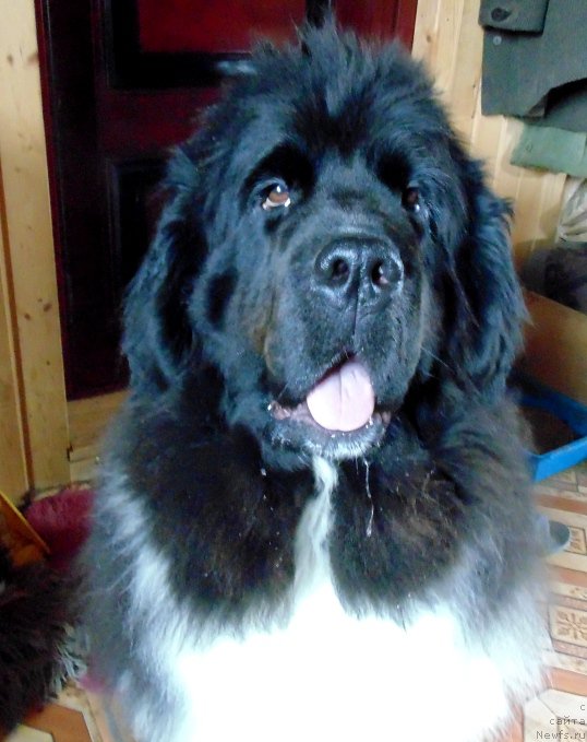 Фото: ньюфаундленд Супер Бизон Мелодия