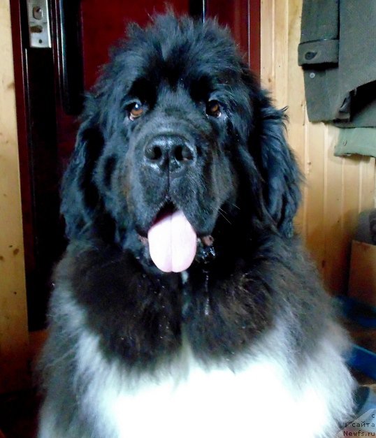 Фото: ньюфаундленд Супер Бизон Мелодия