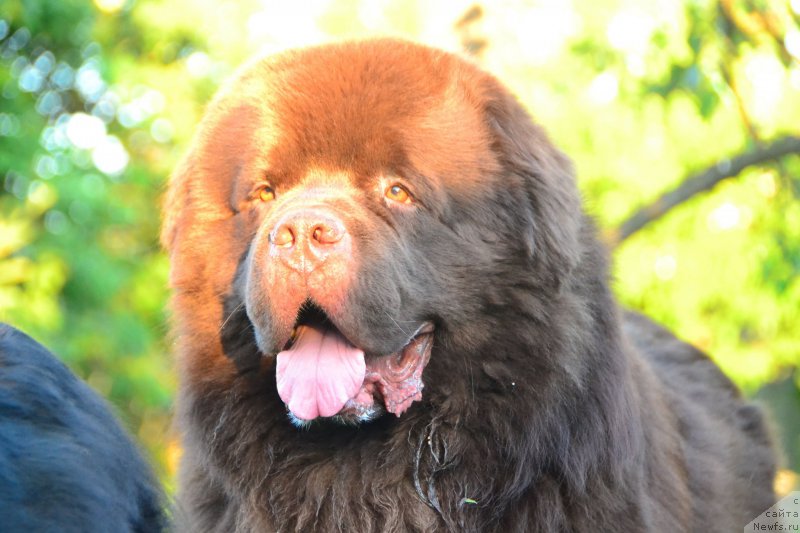 Фото: ньюфаундленд Акватория Келвин Риверданс (Aquatoriya Kelvin Riverdance)