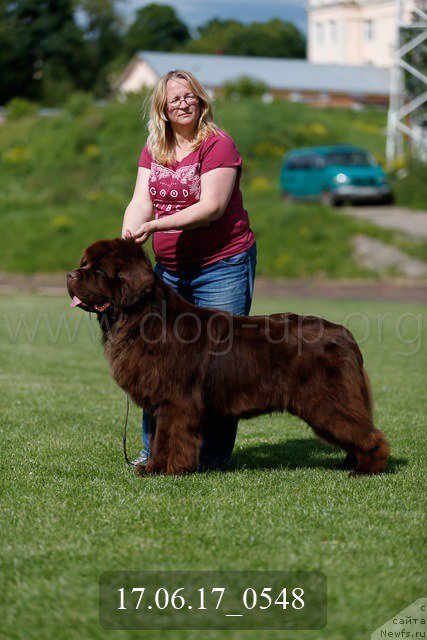 Фото: ньюфаундленд Newfashion The Crowd Goes Wild