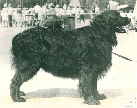 Фото: ньюфаундленд Ульдана Бард