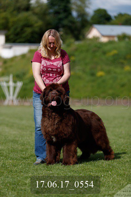 Фото: ньюфаундленд Newfashion The Crowd Goes Wild