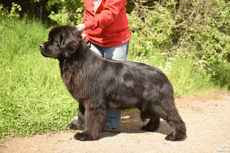 Фото: ньюфаундленд Смигар Юнгфрау Юлиана (Smigar Yungfrau Yuliana)