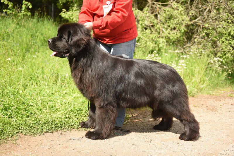 Фото: ньюфаундленд Смигар Юнгфрау Юлиана (Smigar Yungfrau Yuliana)