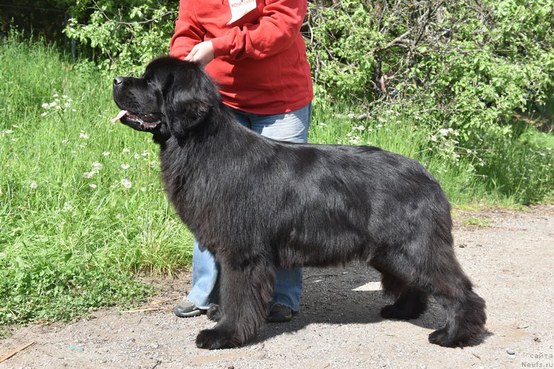 Фото: ньюфаундленд Смигар Юнгфрау Юлиана (Smigar Yungfrau Yuliana)