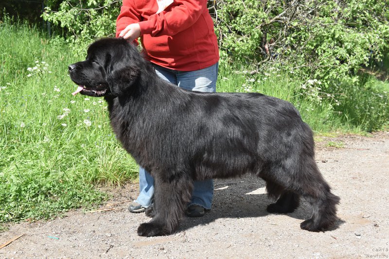 Фото: ньюфаундленд Смигар Юнгфрау Юлиана (Smigar Yungfrau Yuliana)