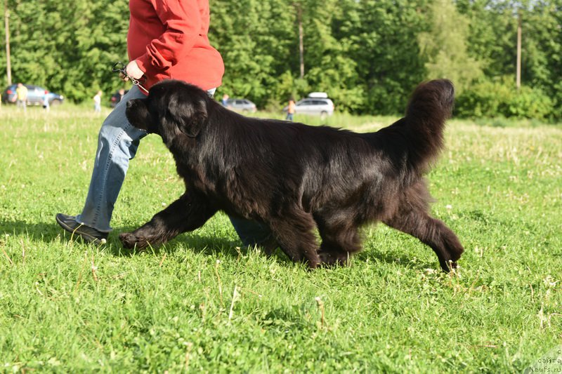Фото: ньюфаундленд Смигар Юнгфрау Юлиана (Smigar Yungfrau Yuliana)
