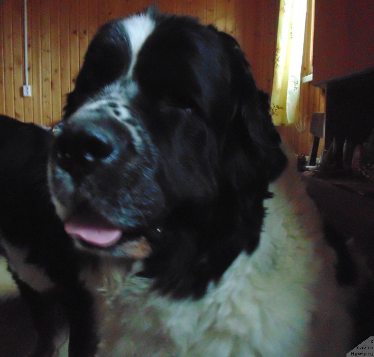 Фото: ньюфаундленд Маг Исполин Морская Жемчужина