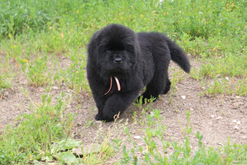 Фото: розовая Ладисполи