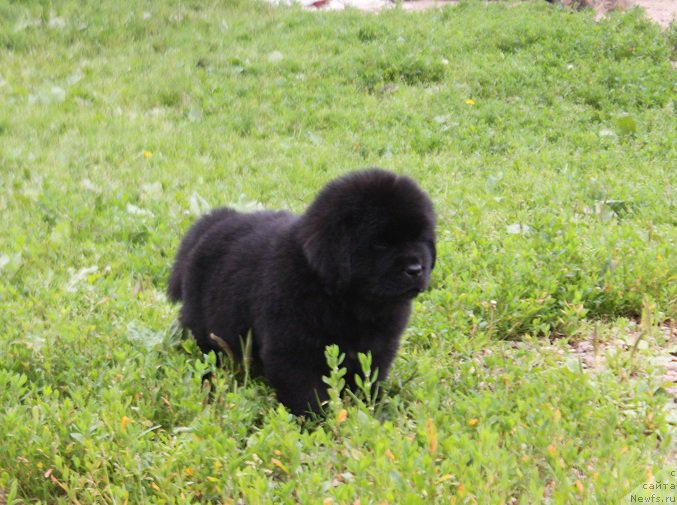 Фото: Терра Виктория Леверано зеленая лента