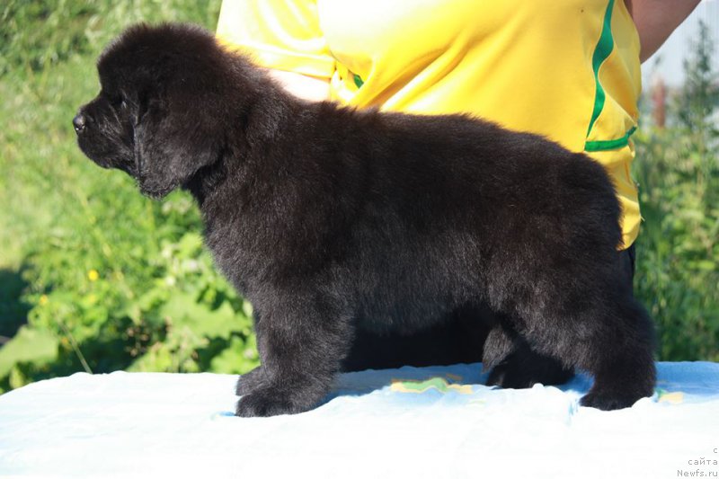 Фото: ньюфаундленд Энигма Шоколадная Династия