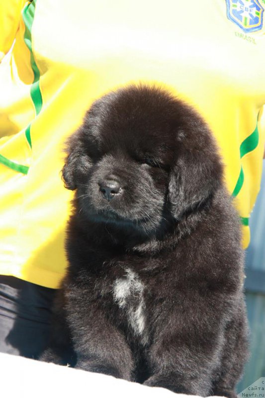 Фото: ньюфаундленд Энигма Шоколадная Династия