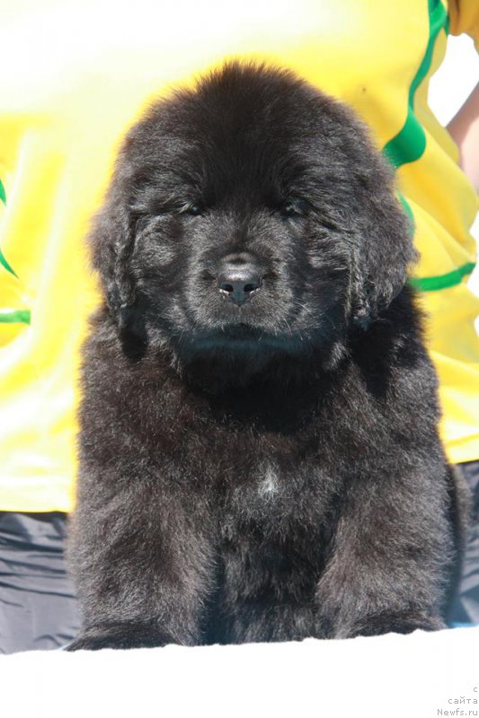 Фото: ньюфаундленд Энигма Шоколадная Династия