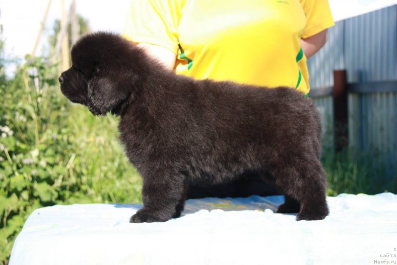 Фото: ньюфаундленд Энигма Шоколадная Династия