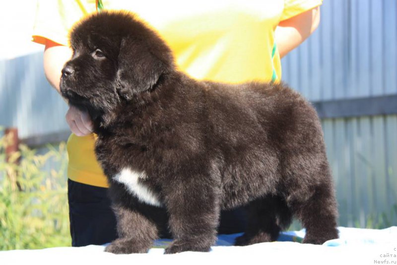 Фото: ньюфаундленд Энигма Шоколадная Династия