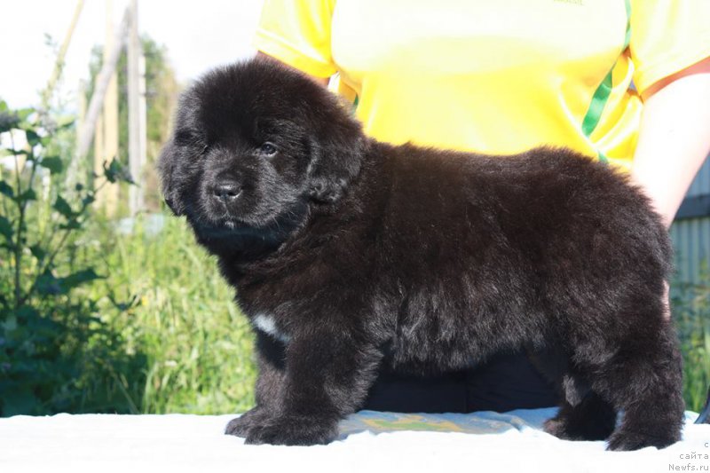 Фото: ньюфаундленд Энигма Шоколадная Династия