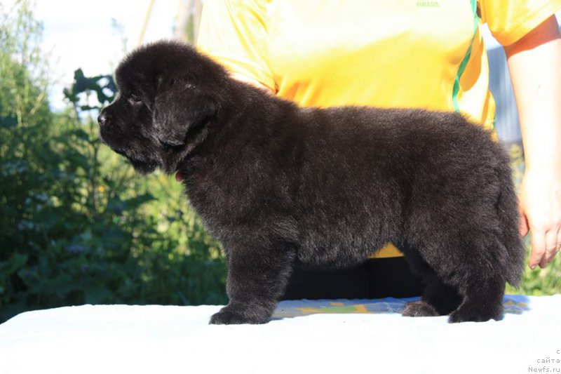 Фото: ньюфаундленд Энигма Шоколадная Династия