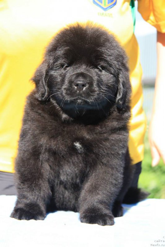 Фото: ньюфаундленд Энигма Шоколадная Династия