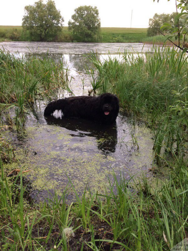 Фото: ньюфаундленд Арт Деко Особый Шик